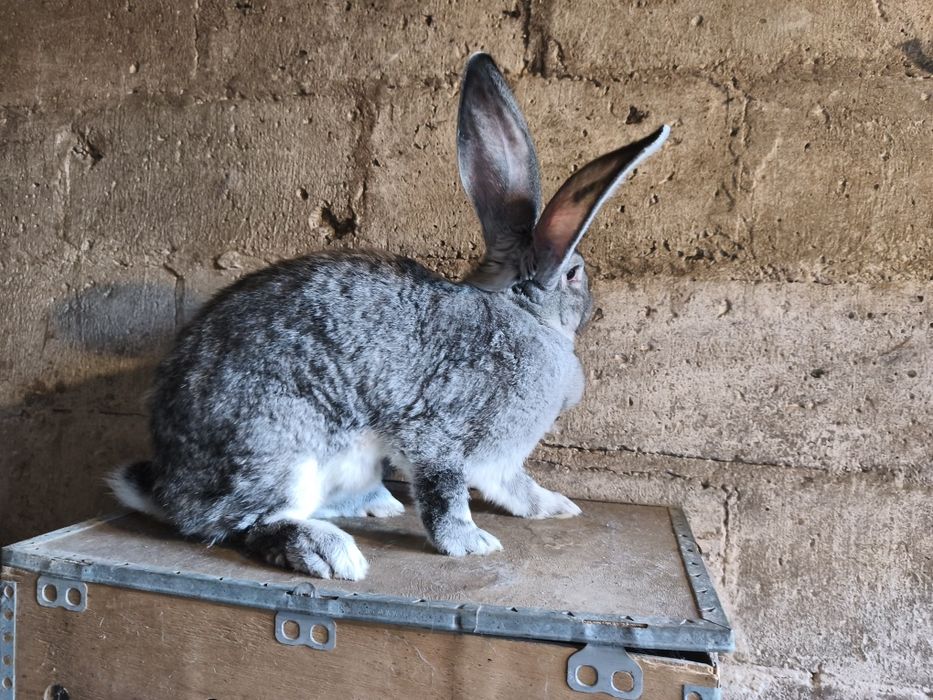 Olbrzym belgijski szynszylowy