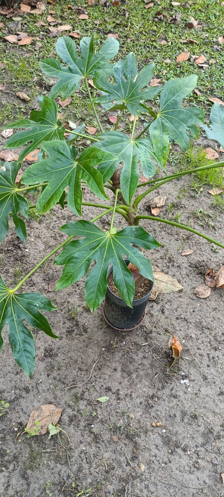 Plantas em vaso.