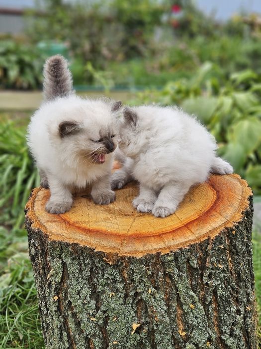 Котята невской маскарадной.