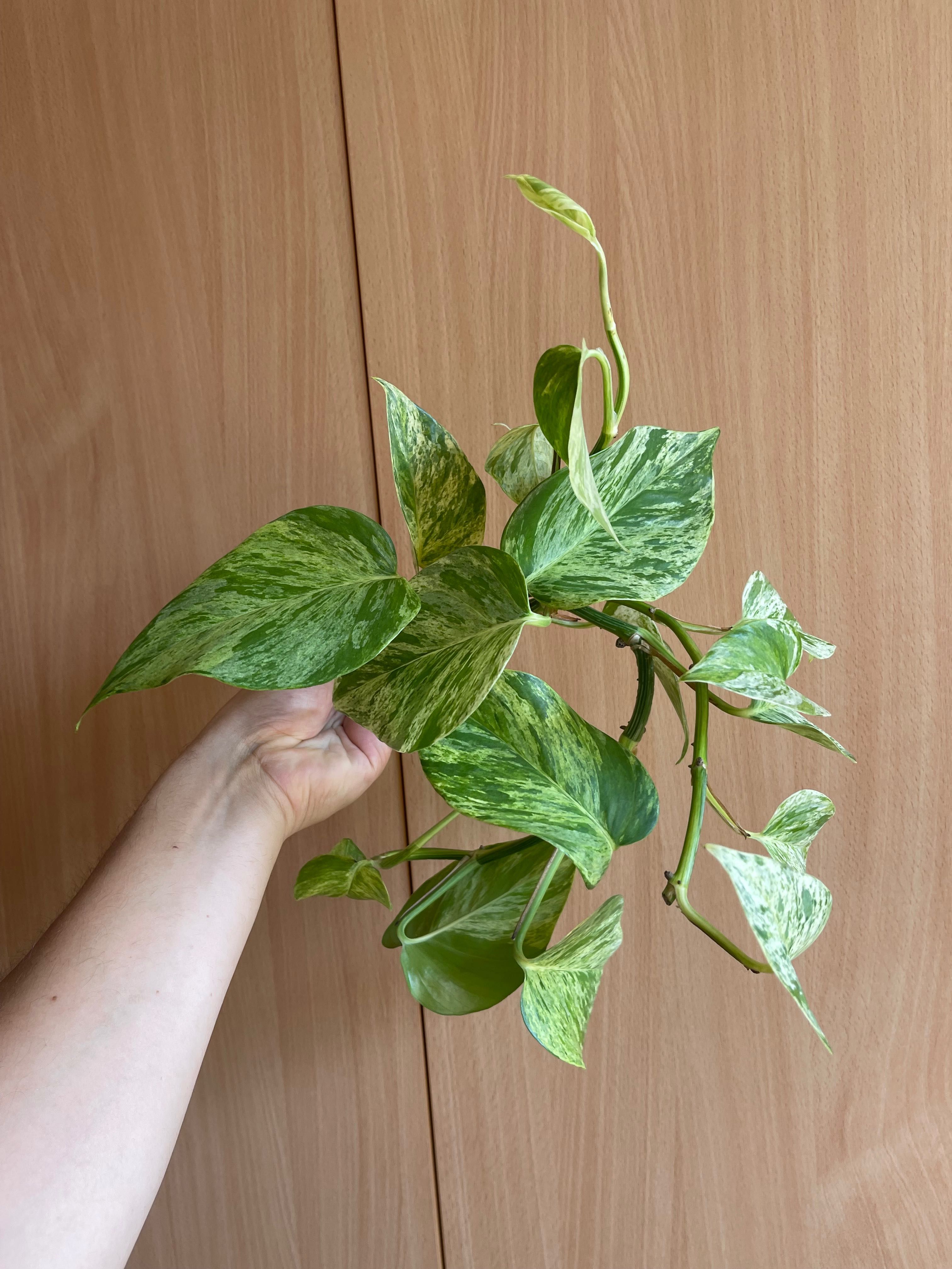 Epipremnum sadzonki