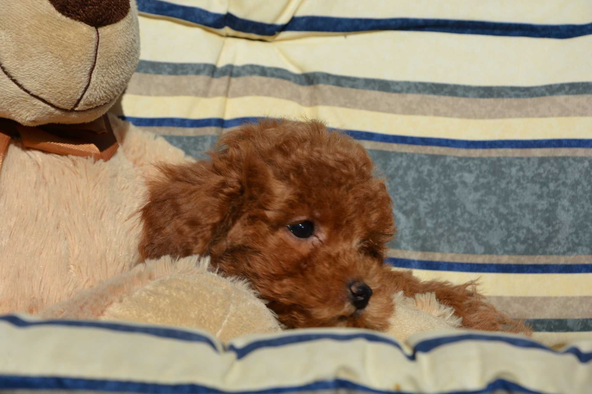 Piesek Maltipoo F1B Hodowla Centopia Warszawa