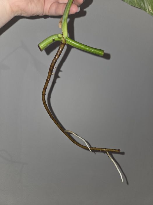 Monstera marmorata aurea