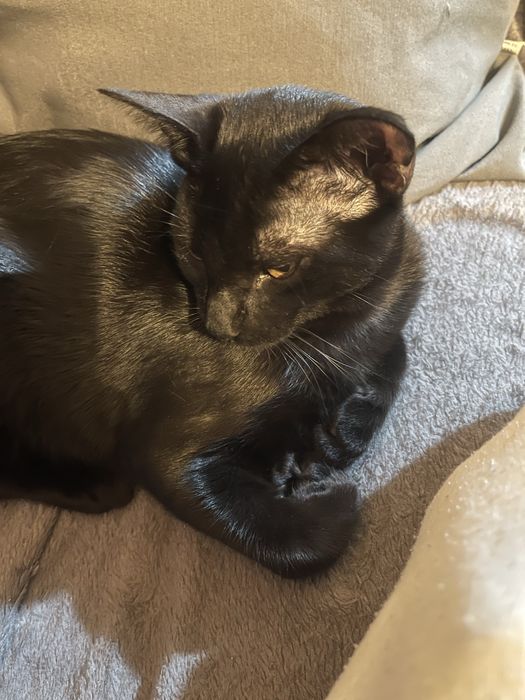 Gatinhos com 5 meses para adoção URGENTE