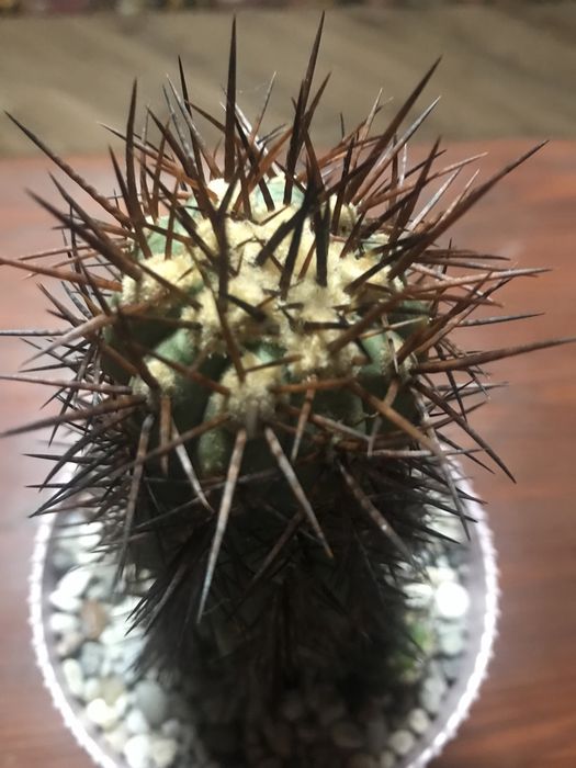 Колекційний кактус Copiapoa на прихованій щепі