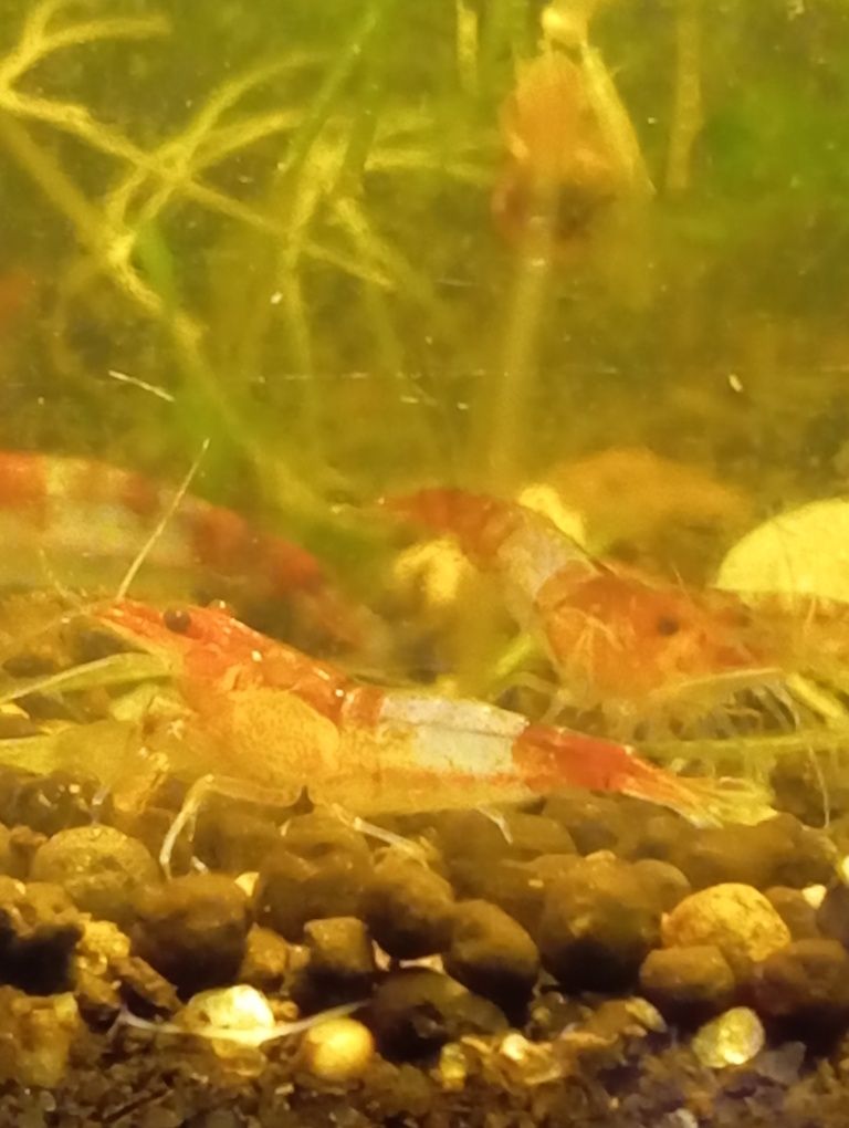 Camarões neocaridinas:  Blue/Red (Low, Sakura, rilli) / Wild GoldBack