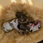 Wyjątkowa suczka Yorkshire Terrier Choco Merle