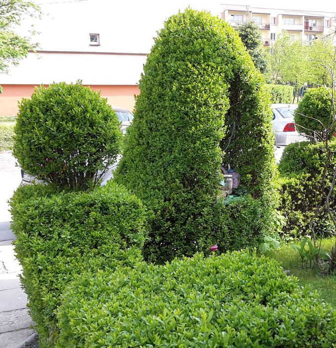 Ligustr pospolity - Liguster - Żywopłot -- 20-50cm --- 100szt.