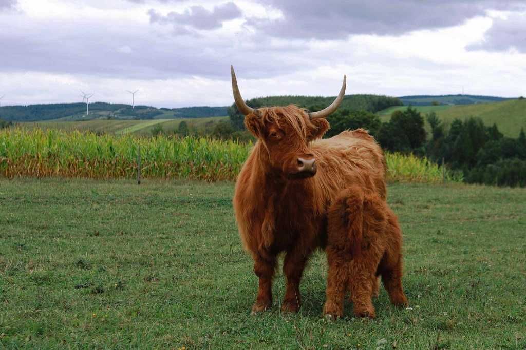 Byk Highland Cattle byczkii piękne zadbane