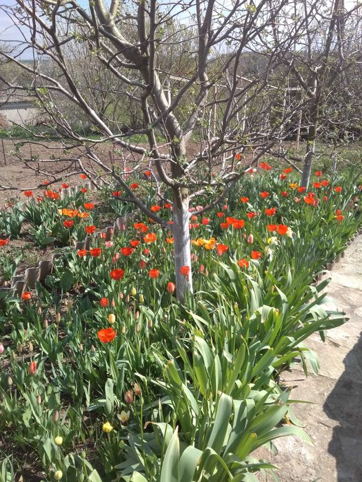 Два невеликих будинки  під дачу