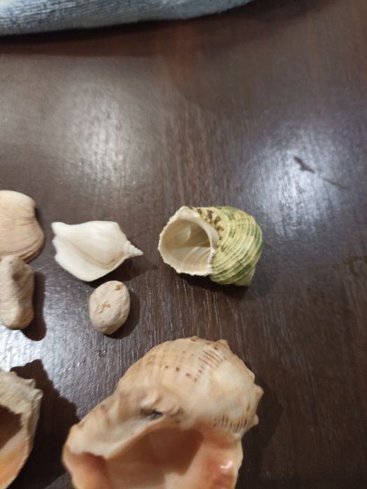 Продам ракушки для аквариума