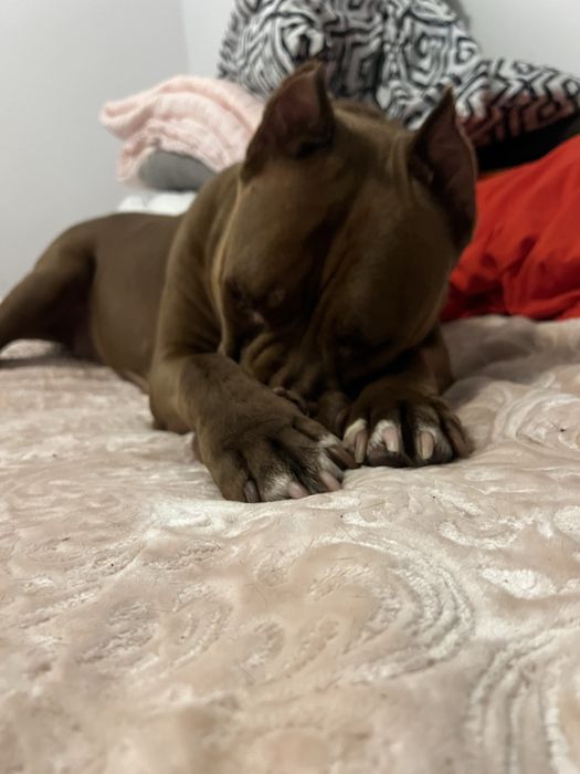 Coco rasy American Pit Bull szuka domku