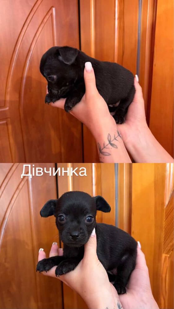 Отдам щенят в добрые руки