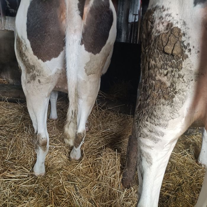 Jałówka hf zacielona