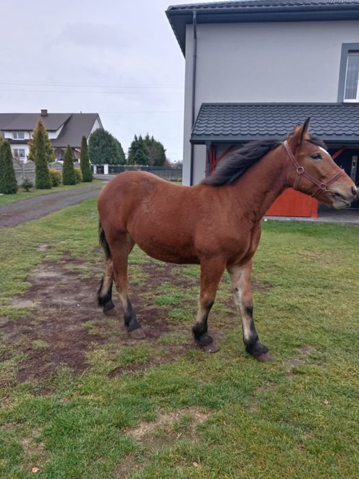 Zrebica Zimnokrwista