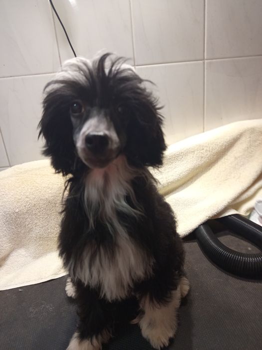 Chiński grzywacz FCI