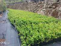 Mirtilos Plantações