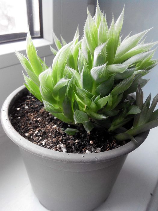 Хавортии Бейтса и др.,суккуленты,детки,минисад,флорариум.