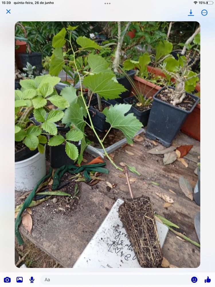 Plantas de uva moscadine
