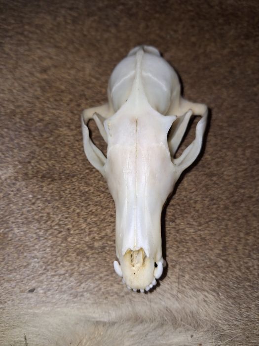 Czaszka lisa (naturalna(