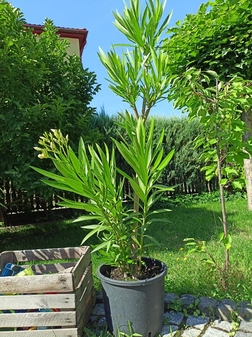 Oleander biały lub różowy