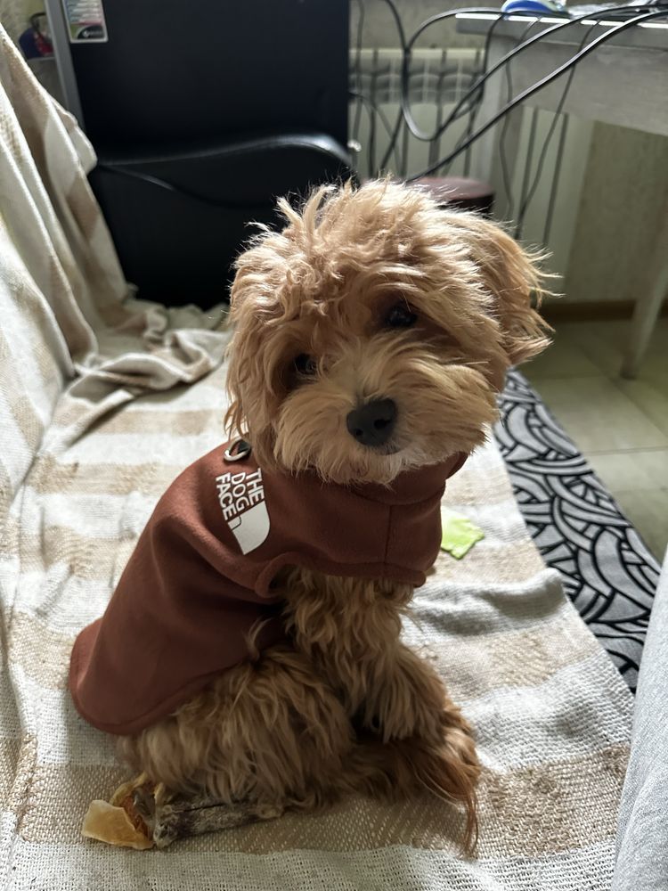 Осінньо-зимовий флісовий теплий светр для собак the dog face tnf