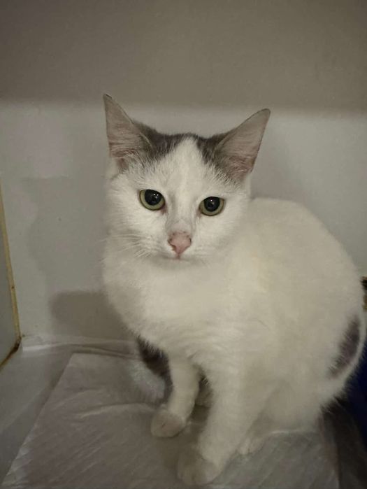 Котят скоро выгонят из клиники. Котята бесплатно