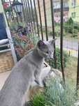 Siatka na balkon, siatka dla kota, siatka przeciw ptakom