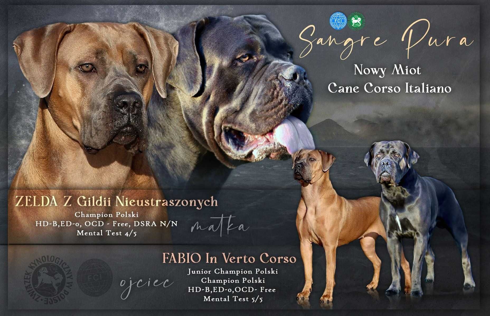 Samiec szczeniak Cane Corso