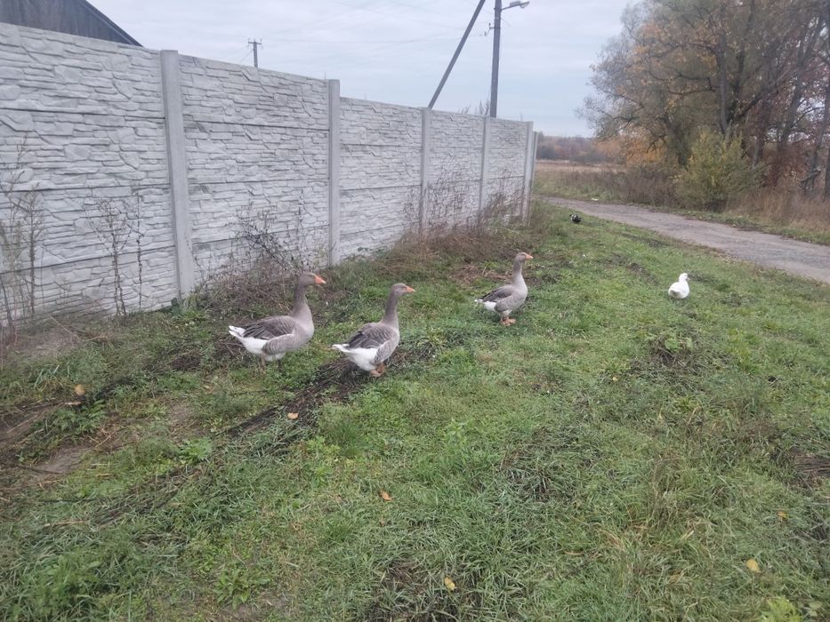 Гуси породи Велика сіра