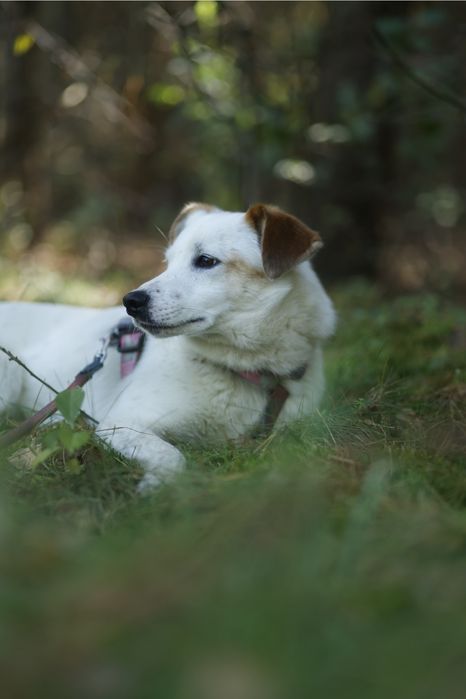 Delikatna piękność czyli Kimczi poleca się do adopcji