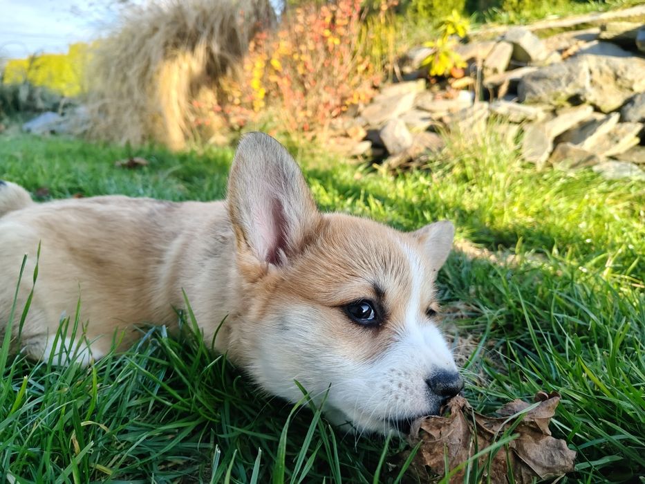 Ruda suczka z krotkim ogonem Welsh Corgi Pembroke FCI