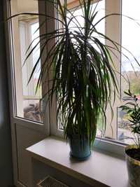 Драцена, пальма кімнатна рослина
