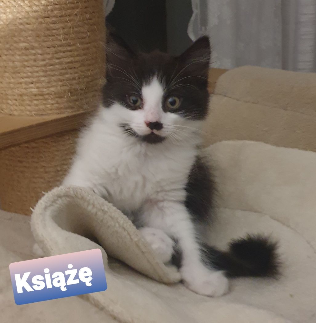 Kocia rodzinka szuka super domków