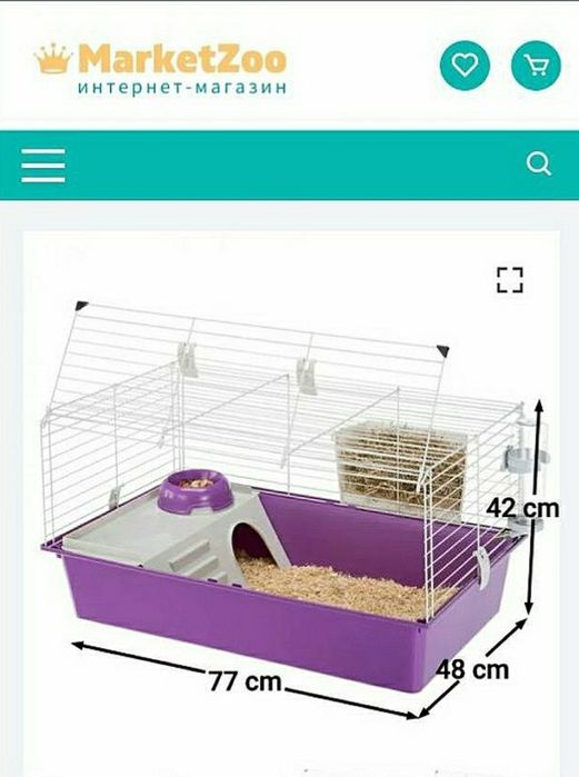 Морские свинки,морская свинка,морська свинка,морські свинки