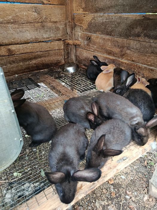 Продам кролів вік 2,5 місяці