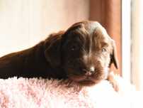 FLAT COATED RETRIEVER - wątrobiane szczenię/odbiór połowa Lipca