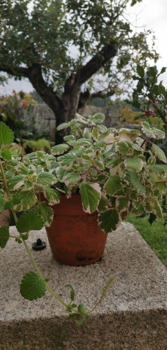 Plantas de incenso (bastardo),  mirra e ouro