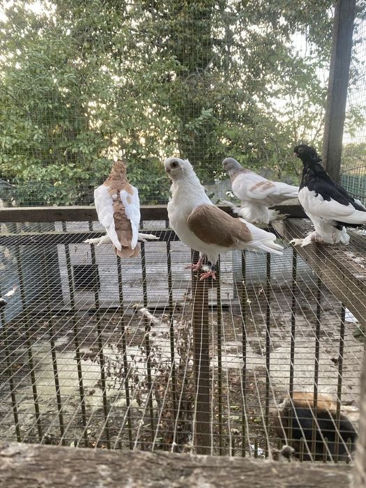 Gołębie mewka polska samczyk