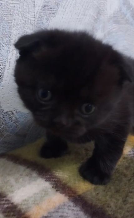 Продам породистих кошеняток