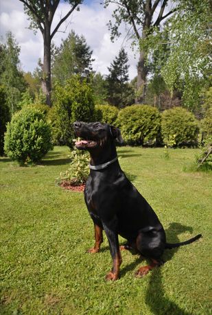 Szczeniaki rasy Doberman