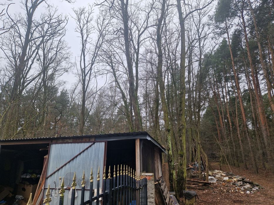 Sprzedam akację na pniu