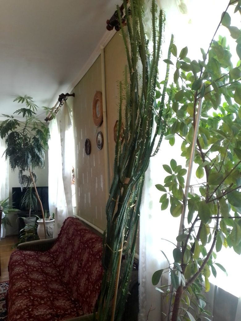 Продаю фікус 2,5 м,8 років