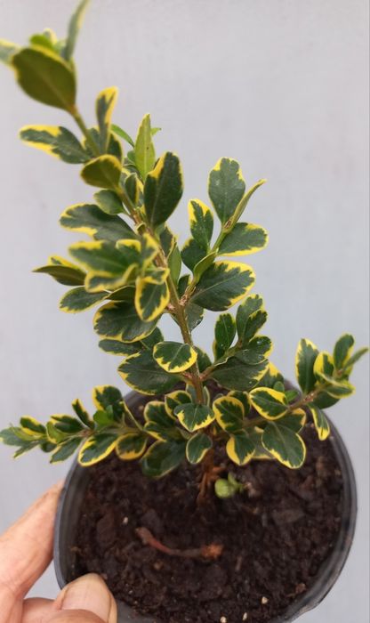 Бруслини (бересклеть) + один самшит