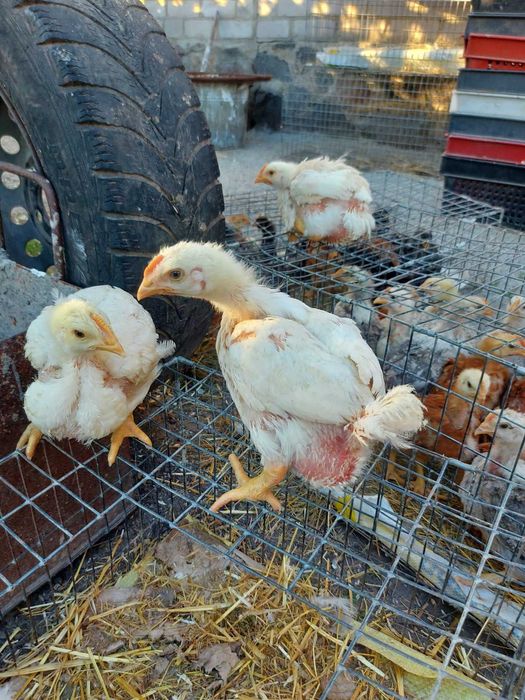 Продам курчата,каченята та гусенята