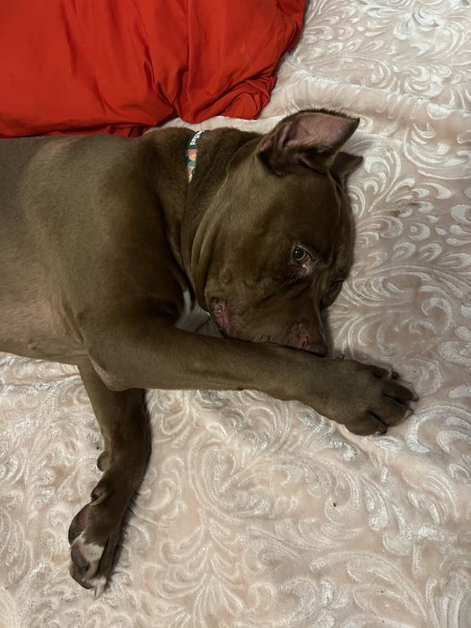 Coco rasy American Pit Bull szuka domku