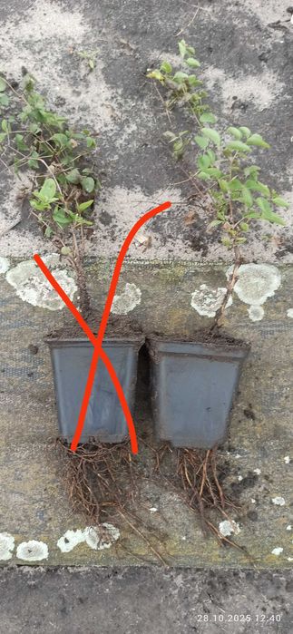 Клематис лавандово синій