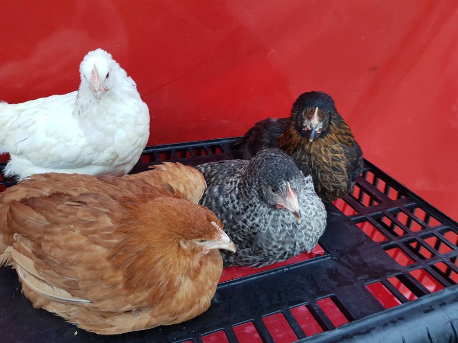 Kury Kokoszki Nioski Rosa