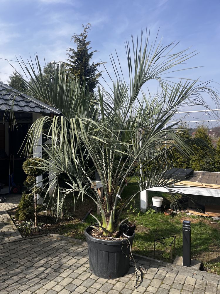 Palma dżemowa ogrodowa butia capitata 16lat
