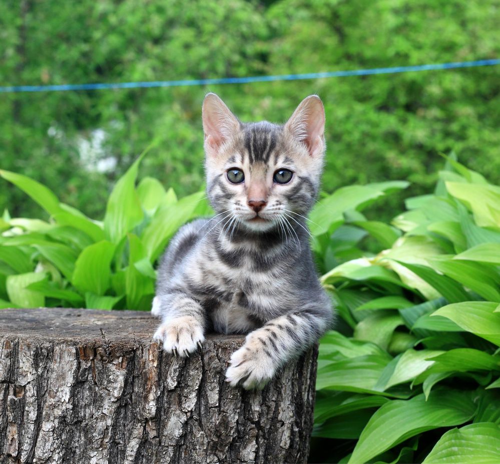 Бенгальський котенок