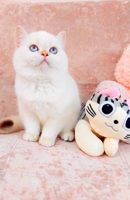 Неймовірна красуня дівчинка шиншилка